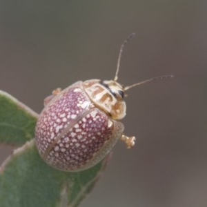 Paropsisterna decolorata at Acton, ACT - 18 Dec 2020