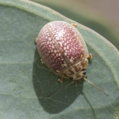 Paropsisterna decolorata at Acton, ACT - 18 Dec 2020