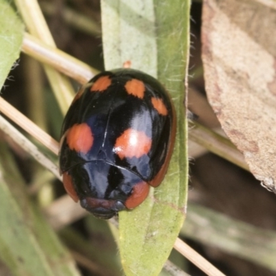 Paropsisterna beata (Blessed Leaf Beetle) at Acton, ACT - 18 Dec 2020 by AlisonMilton