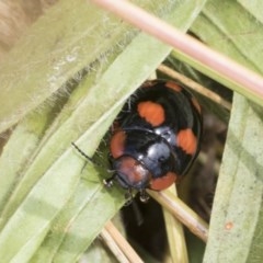 Paropsisterna beata at Acton, ACT - 18 Dec 2020