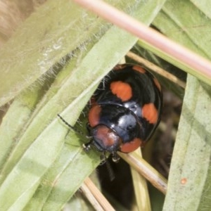 Paropsisterna beata at Acton, ACT - 18 Dec 2020