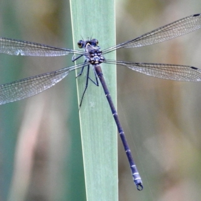 Austroargiolestes icteromelas (Common Flatwing) at Bullen Range - 18 Dec 2020 by HelenCross