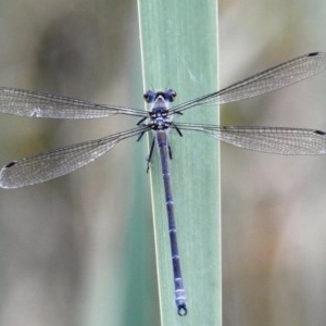 Austroargiolestes icteromelas at Kambah, ACT - 19 Dec 2020