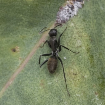 Camponotus aeneopilosus (A Golden-tailed sugar ant) at Acton, ACT - 18 Dec 2020 by AlisonMilton