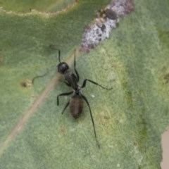 Camponotus aeneopilosus at Acton, ACT - 18 Dec 2020