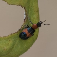 Dicranolaius bellulus (Red and Blue Pollen Beetle) at Acton, ACT - 17 Dec 2020 by AlisonMilton
