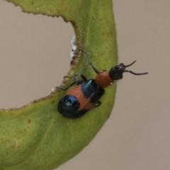 Dicranolaius cinctus (Notched-leg Red & Blue Flower Beetle) at Acton, ACT - 18 Dec 2020 by AlisonMilton