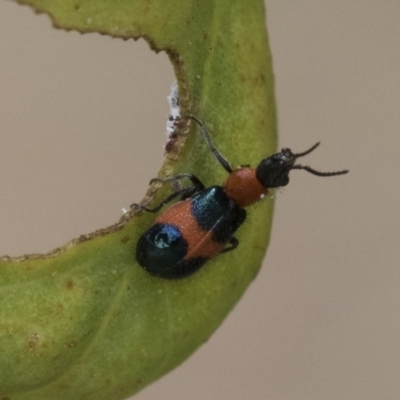 Dicranolaius cinctus (Notched-leg Red & Blue Flower Beetle) at Acton, ACT - 18 Dec 2020 by AlisonMilton