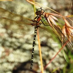 Synthemis eustalacta (Swamp Tigertail) at Kambah, ACT - 18 Dec 2020 by HelenCross