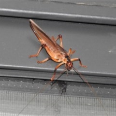 Paragryllacris sp. (genus) (Raspy or Tree cricket) at Wanniassa, ACT - 17 Dec 2020 by JohnBundock