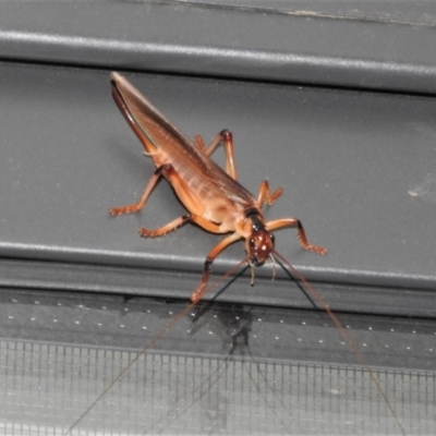 Paragryllacris sp. (genus) (Raspy or Tree cricket) at Wanniassa, ACT - 17 Dec 2020 by JohnBundock
