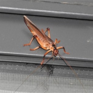 Paragryllacris sp. (genus) at Wanniassa, ACT - 17 Dec 2020