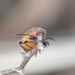 Ecnolagria grandis (Honeybrown beetle) at Acton, ACT - 18 Dec 2020 by AlisonMilton