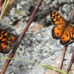 Geitoneura klugii (Marbled Xenica) at Kambah, ACT - 18 Dec 2020 by HelenCross