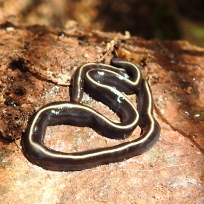 Caenoplana coerulea (Blue Planarian, Blue Garden Flatworm) at Bullen Range - 18 Dec 2020 by HelenCross