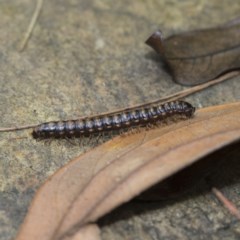 Paradoxosomatidae sp. (family) (Millipede) at ANBG - 18 Dec 2020 by AlisonMilton