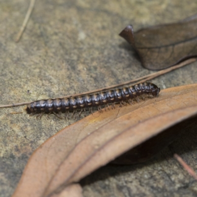 Paradoxosomatidae sp. (family) (Millipede) at ANBG - 18 Dec 2020 by AlisonMilton