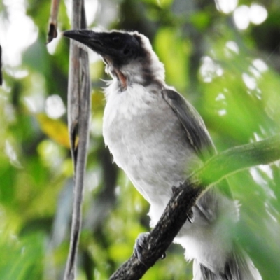Philemon corniculatus (Noisy Friarbird) at Lions Youth Haven - Westwood Farm A.C.T. - 18 Dec 2020 by HelenCross