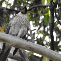 Philemon corniculatus at Kambah, ACT - 19 Dec 2020