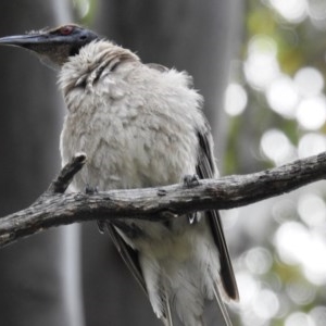 Philemon corniculatus at Kambah, ACT - 19 Dec 2020