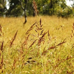 Sorghum leiocladum at Kambah, ACT - 19 Dec 2020