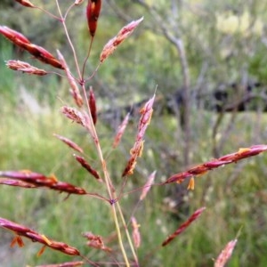 Sorghum leiocladum at Kambah, ACT - 19 Dec 2020 08:58 AM