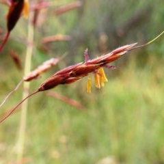 Sorghum leiocladum at Kambah, ACT - 19 Dec 2020