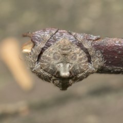 Dolophones turrigera (Turret spider) at Acton, ACT - 18 Dec 2020 by AlisonMilton