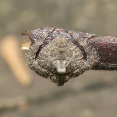 Dolophones turrigera (Turret spider) at ANBG - 18 Dec 2020 by AlisonMilton
