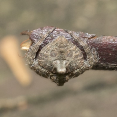 Dolophones turrigera (Turret spider) at Acton, ACT - 18 Dec 2020 by AlisonMilton