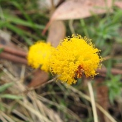 Leptorhynchos squamatus (Scaly Buttons) at Bullen Range - 18 Dec 2020 by HelenCross