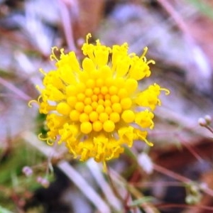 Leptorhynchos squamatus at Kambah, ACT - 19 Dec 2020