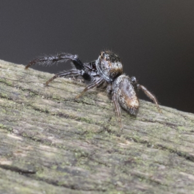 Opisthoncus sp. (genus) (Unidentified Opisthoncus jumping spider) at ANBG - 18 Dec 2020 by AlisonMilton
