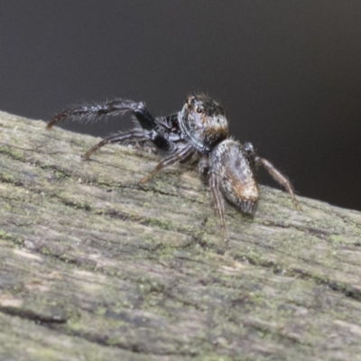 Opisthoncus sp. (genus) (Opisthoncus jumping spider) at Acton, ACT - 18 Dec 2020 by AlisonMilton