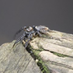 Opisthoncus sp. (genus) at Acton, ACT - 18 Dec 2020