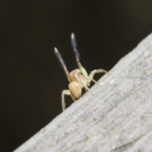 Prostheclina sp (genus) at Acton, ACT - 18 Dec 2020 12:40 PM