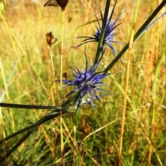 Eryngium ovinum (Blue Devil) at Bullen Range - 18 Dec 2020 by HelenCross