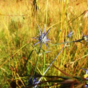 Eryngium ovinum at Kambah, ACT - 19 Dec 2020