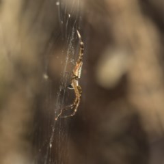 Plebs bradleyi (Enamelled spider) at Acton, ACT - 18 Dec 2020 by AlisonMilton