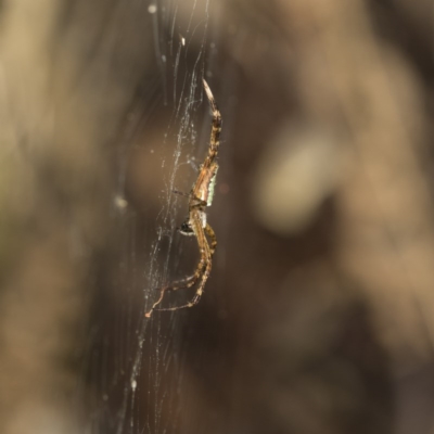Plebs bradleyi (Enamelled spider) at ANBG - 18 Dec 2020 by AlisonMilton