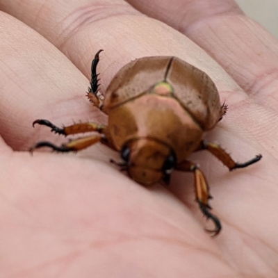 Anoplognathus sp. (genus) (Unidentified Christmas beetle) at Kambah, ACT - 19 Dec 2020 by HelenCross