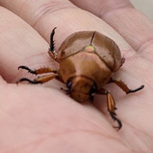 Anoplognathus sp. (genus) at Kambah, ACT - 19 Dec 2020