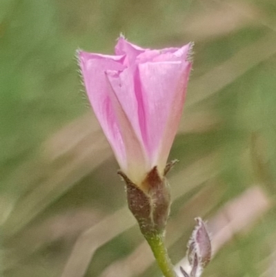 Convolvulus angustissimus subsp. angustissimus (Australian Bindweed) at Mount Painter - 14 Dec 2020 by drakes