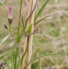 Convolvulus angustissimus subsp. angustissimus at Cook, ACT - 14 Dec 2020 09:47 AM