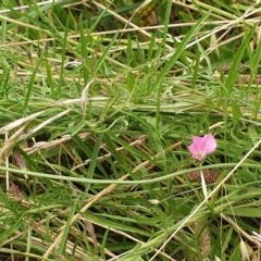 Convolvulus angustissimus subsp. angustissimus at Cook, ACT - 14 Dec 2020