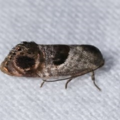 Eupselia beatella (Hypertrophidae) at Melba, ACT - 19 Nov 2020 by kasiaaus