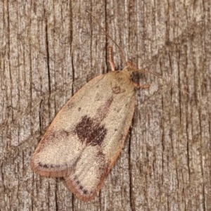 Garrha phoenopis at Melba, ACT - 19 Nov 2020