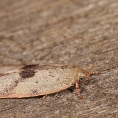 Garrha phoenopis at Melba, ACT - 19 Nov 2020 09:23 PM