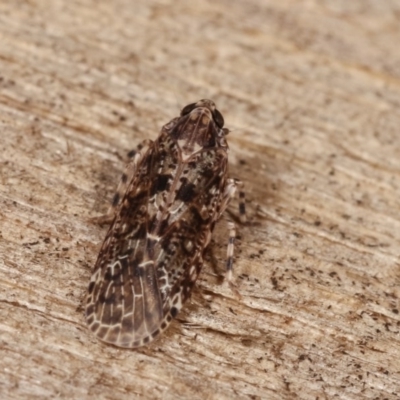 Dipsiathus pallidifrons (Achilid planthopper) at Melba, ACT - 19 Nov 2020 by kasiaaus