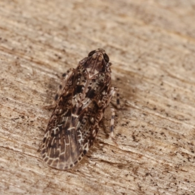 Plectoderini (tribe) (Planthopper) at Melba, ACT - 19 Nov 2020 by kasiaaus